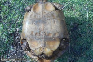 Adult Gopherus agassizii (Mojave Desert Tortoise)