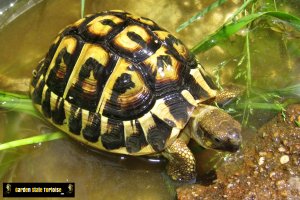 Juvenile Testudo hermanni hermanni (Western Hermann's Tortoise)  - GardenStateTortoise.com