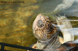 Adult Pelusios castaneus castaneus (West African Mud Turtle) - Photo by Kèvin Labille