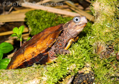 theTurtleRoom 2015 Turtle Calendar - Geoemyda spengleri (Vietnamese Black-Breasted Leaf Turtle)
