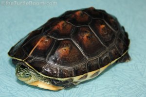 Mauremys sinensis (Chinese Golden Thread Turtle)