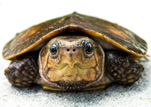 Platysternon megacephalum megacephalum (Chinese Big-Headed Turtle)