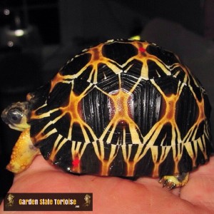 Juvenile Astrochelys radiata (Radiated Tortoise) - Humidity and hydration is crucial in raising baby Radiated tortoises. If provided with sufficient levels, they will grow natural and smooth like this specimen has so far.