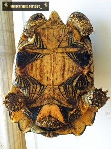 Adult Astrochelys radiata (Radiated Tortoise) - The plastron of an adult Radiated tortoise showing the coloration and markings typical for the species, as well as the thick, elephantine feet.