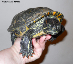 A 47-y/o Red-Eared Slider that spent plenty of time in unsuitable care. Photo Credit MATTS