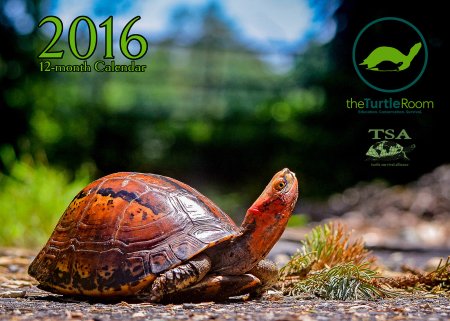 2016 Turtle Calendar Cover