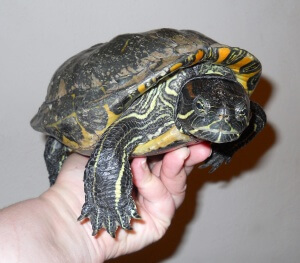 47 year-old female Trachemys scripta elegans (Red-Eared Slider)