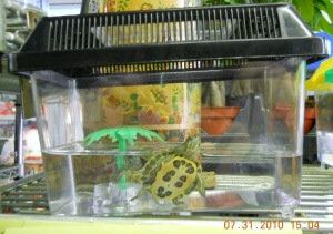 Hatchling Trachemys scripta elegans (Red-Eared Slider) offered for sale in Philadelphia with an unsuitable habitat. Photo courtesy of MATTS.