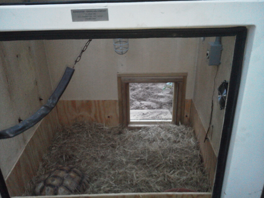 Sally the Sulcata's Home. Photo Courtesy of Mike Taylor