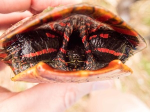 Female Chrysemys picta picta (Eastern Painted Turtle), Lebanon County, PA