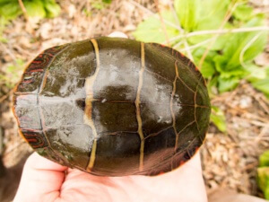 Adult Female Chrysemys picta picta (Eastern Painted Turtle), Lebanon County, PA