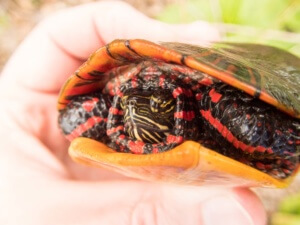 Adult Female Chrysemys picta picta (Eastern Painted Turtle), Lebanon County, PA