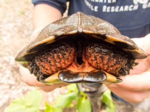 Adult Male Glyptemys insculpta (Wood Turtle), Lancaster County, PA