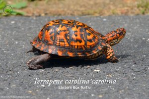 Terrapene carolina carolina (Eastern Box Turtle) Poster