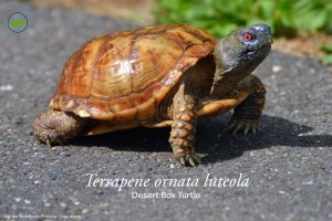 Terrapene ornata luteola (Desert Box Turtle) Poster