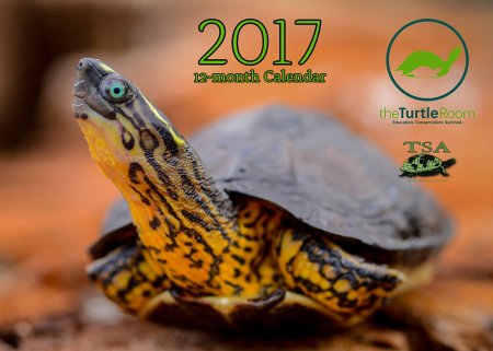 2017 Turtle and Tortoise Calendar Cover Image - theTurtleRoom