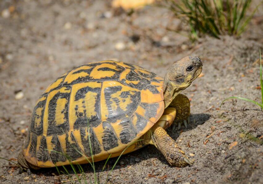 Adult female Testudo hermanni hermanni from Apulia, Italy. Photo by Chris Leone.