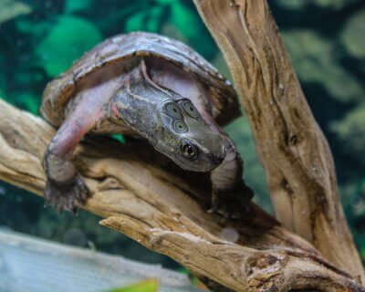 Adult male Four-Eyed Turtle basking