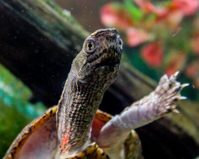 Adult male Four-Eyed Turtle swimming