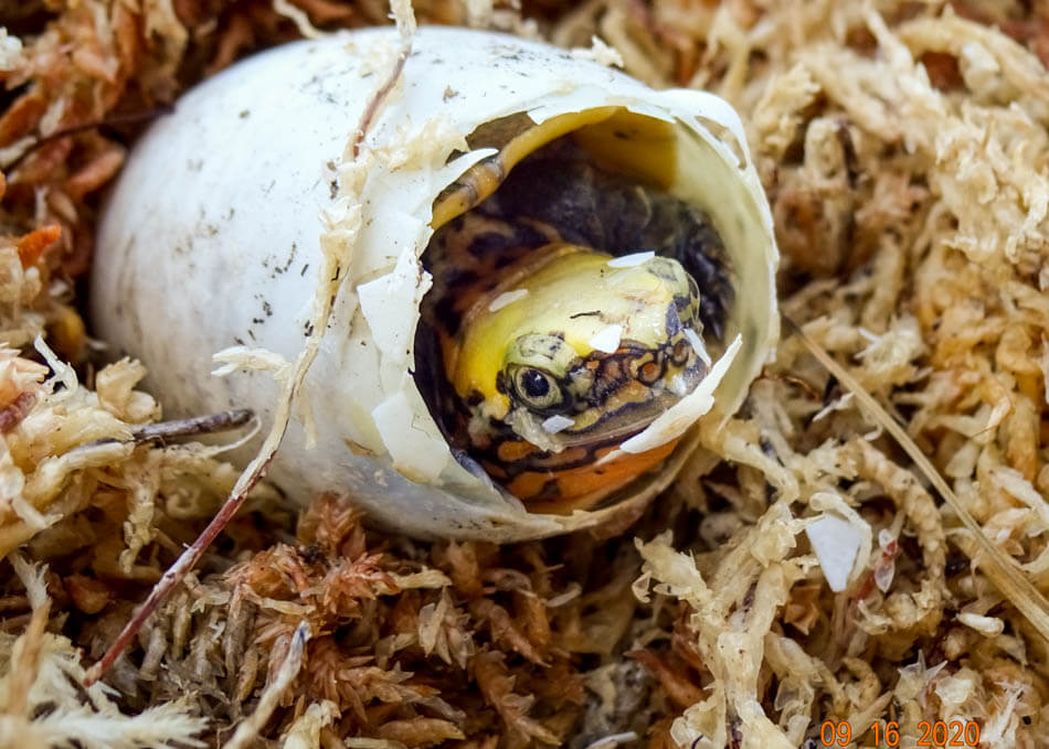 A Bourret's Box Turtle in its egg.