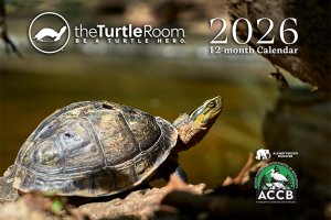 2024 Calendar Cover - Cuora cuoro kamaroma - Southeast Asian Box Turtle