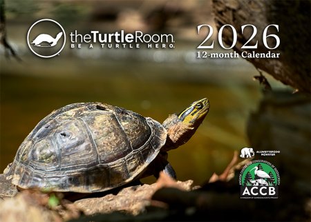 2024 Calendar Cover - Cuora cuoro kamaroma - Southeast Asian Box Turtle